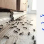 بهترین روش برای از بین بردن مورچه ها