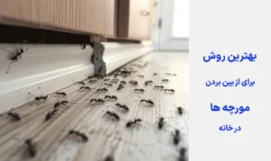 بهترین روش برای از بین بردن مورچه ها