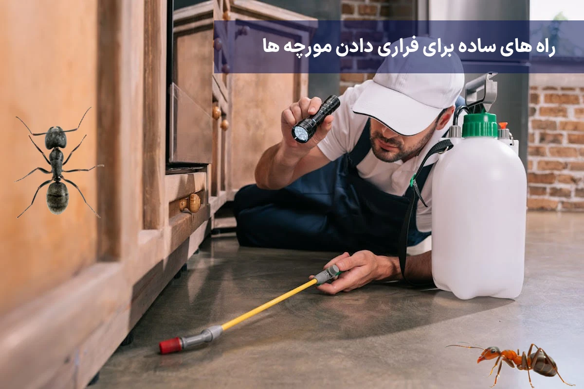 بهترین روش برای از بین بردن مورچه ها 1 راه های ساده برای فراری دادن مورچه ها