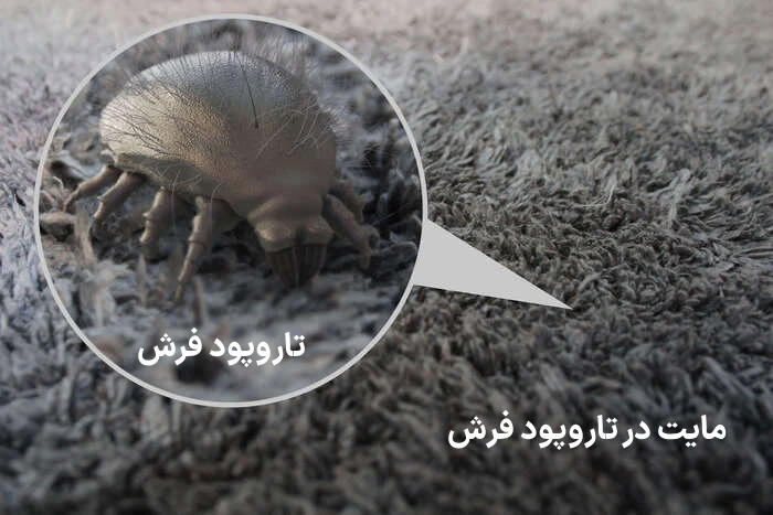 ترفندهای رفع آلرژی به فرش ! 1 مایت در تاروپود فرش