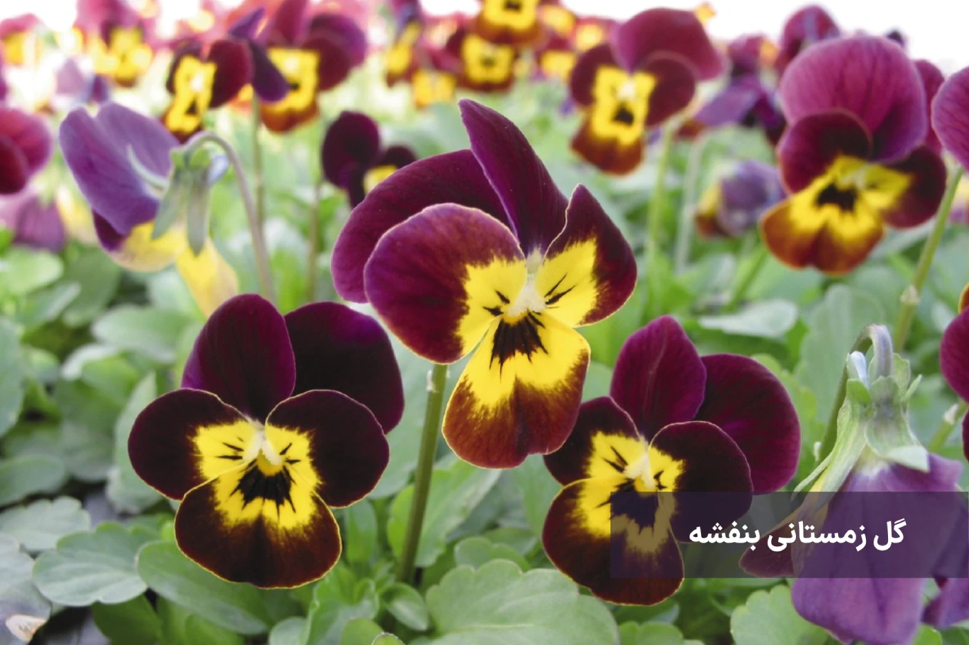 بهترین گیاهان زینتی برای فصل زمستان 1 گل زمستانی بنفشه