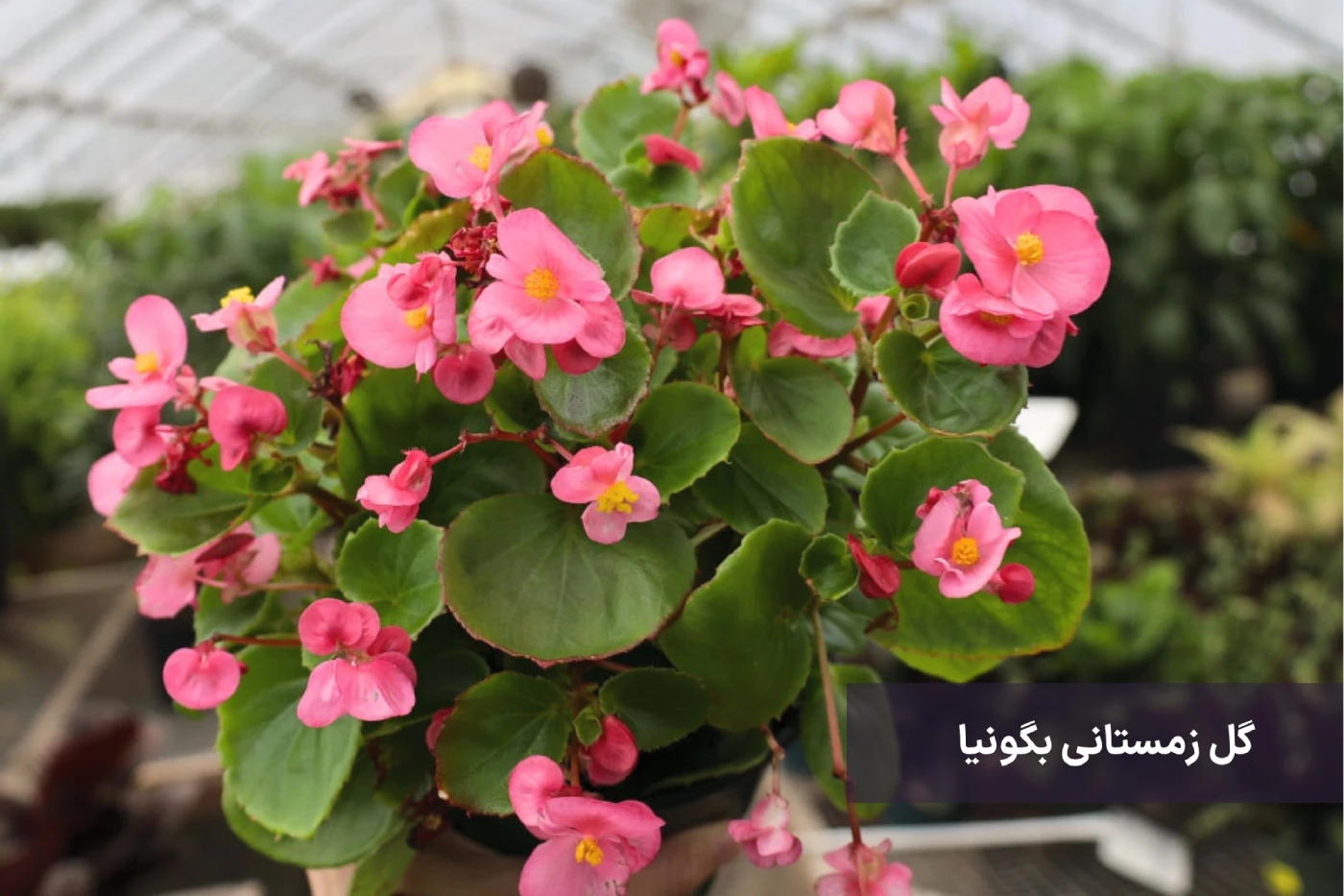 بهترین گیاهان زینتی برای فصل زمستان 4 گل زمستانی بگونیا