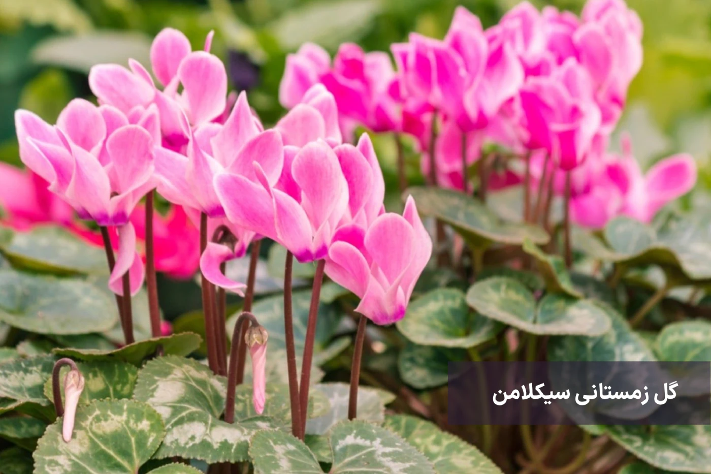 بهترین گیاهان زینتی برای فصل زمستان 2 گل زمستانی سیکلامن