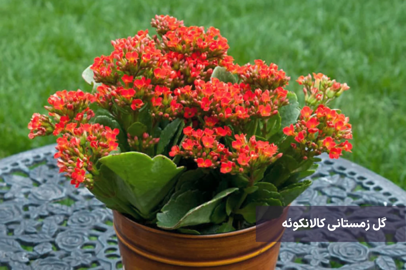 بهترین گیاهان زینتی برای فصل زمستان 3 گل زمستانی بگونیا